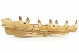 Mosasaur (Prognathodon?) Jaw with Seven Teeth - Morocco #270915-3
